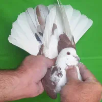 ۸تا ابلغ فقط یکجا|پرنده|تهران, مولوی|دیوار