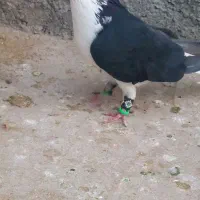 ساده کاکل|پرنده|زاهدان, |دیوار