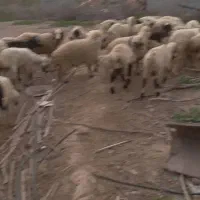 ۵۱برشیشک نر وماده