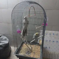 یک جفت عروس هلندی