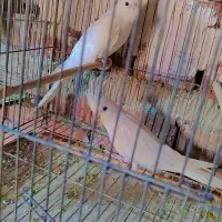 دو عدد ماده البینو خاص