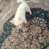 سگ بازی گوش