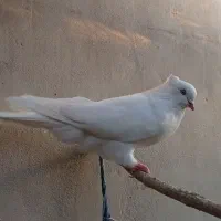 سفید وطوقی