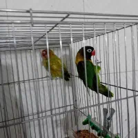 یک جفت عروس هلندی مولدباجوجه