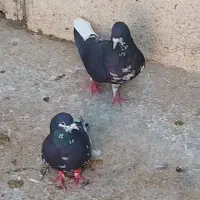 شهری|پرنده|شبانکاره, |دیوار