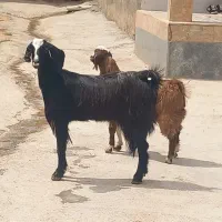 بزدوداندان وبزغاله نره