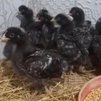 فروش جوجه پلیموت|حیوانات مزرعه|قائمشهر, |دیوار