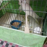 جفت عروس هلندی البینو