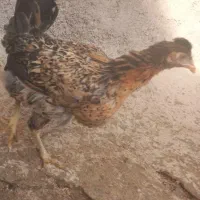 فروش دو عدد مرغ جوون