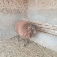 بره نرهترو وهمو بذری|حیوانات مزرعه|اسفراین, |دیوار