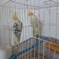 سه جفت عروس هلندی