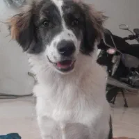 سگ گم شده