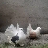 کبوتر دم چتری|پرنده|آمل, |دیوار