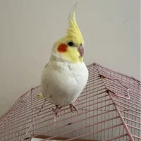 گمشده