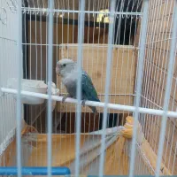 طوطی برزیلی