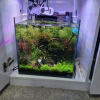 اکواریوم پلنت مجهز ۳۵در ۳۵|ماهی|اهواز, اسماعیلیه|دیوار