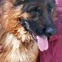 واگذاری سگ|سگ|مشکیندشت, |دیوار