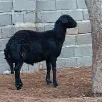 بره قوچ قره قزل