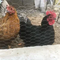 مرغ و خروس نژاد دار