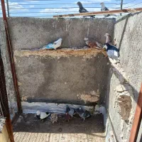 کفتر رنگی‌وپرشی