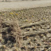 نهال صنوبر تبریزی و ایتالیایی موجود|خدمات باغبانی و درختکاری|فلاورجان, |دیوار
