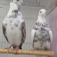 کبوتر تهرانی|پرنده|هشتگرد, شهرک گلها|دیوار