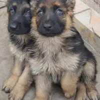 توله ژرمن شپهرد ورک لاین  دوماهه