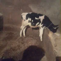 فروش یک  راس گوساله نر