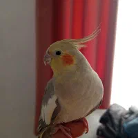 عروس هلندی ماده