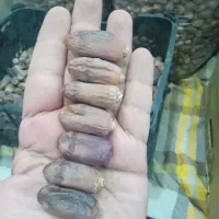 خرما|خوردنی و آشامیدنی|اهواز, ۲۴ متری|دیوار