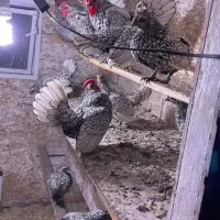 جوجه سبرایت۲۵روزه انگلیسی فول کیفیت|حیوانات مزرعه|اندیمشک, |دیوار