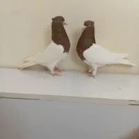 کبوتر کله سرخ وزرد وسیاه وسبز وطوقی کلکسیونی|پرنده|مشهد, آبکوه|دیوار