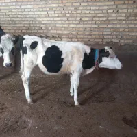 گوساله سمینتال ماده