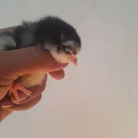 جوجه گلین|حیوانات مزرعه|یزد, |دیوار