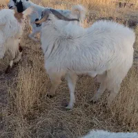 نری پاکستانی|حیوانات مزرعه|ماهان, |دیوار