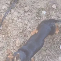 ماده ژرمن ورگ ..