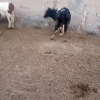 کار گر برای گاوداری