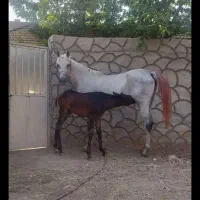 اسب عرب یکسر کره براری مقام دار.باکره زلس