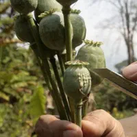 ترک ۱۰۰% تضمینی و گیاهی