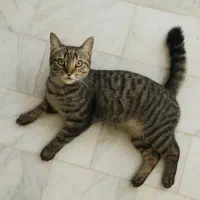 چندتا گربه رنگی با نمک که یک رگشون پرشین هست|گربه|بردسکن, |دیوار