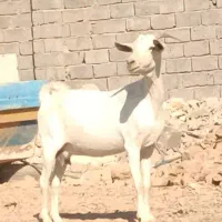 بزصومال آبستن سرمایه دوقلوزاه