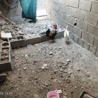 خروس ومرغ دیر