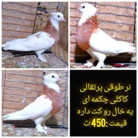 کفتر پلاکی،مسافتی،طوقی،ترکیه ای|پرنده|یزد, |دیوار