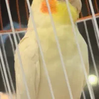 گمشده|حیوانات|تهران, حافظیه|دیوار