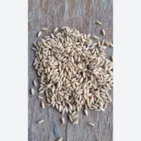 گندم سرداری