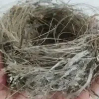 قناری دو ساله