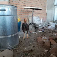 خروس لاری اصل|حیوانات مزرعه|بناب, |دیوار