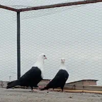 کبوتر کربلایی