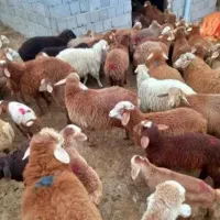 دامداری دام پروری دام قزل افشاری