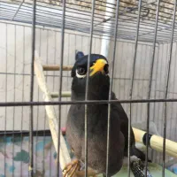 مرغ مینا|پرنده|قدس, شهر‌قدس|دیوار